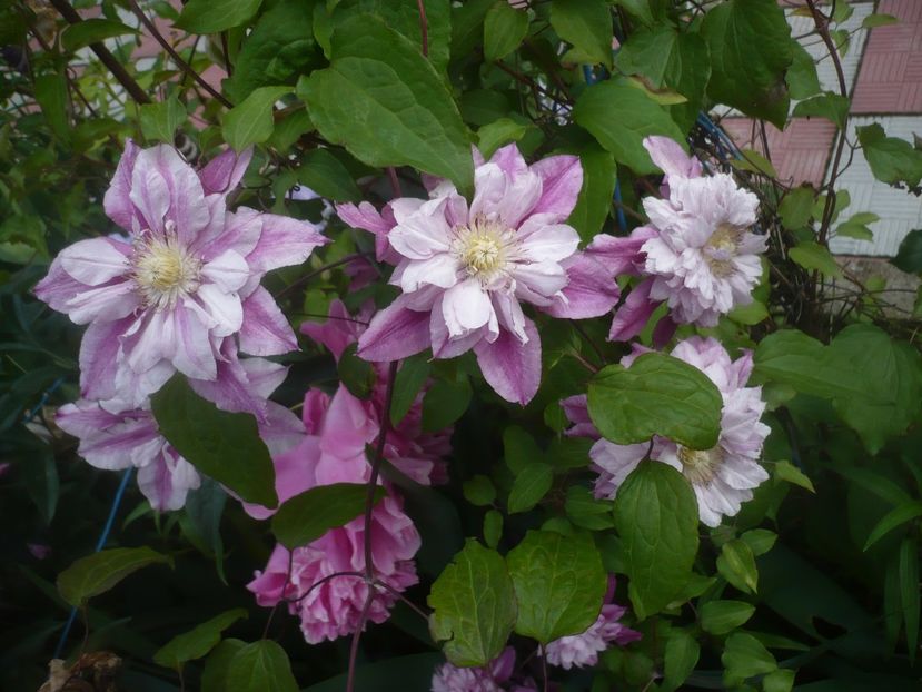 P1480403 - GRADINA 2021-2