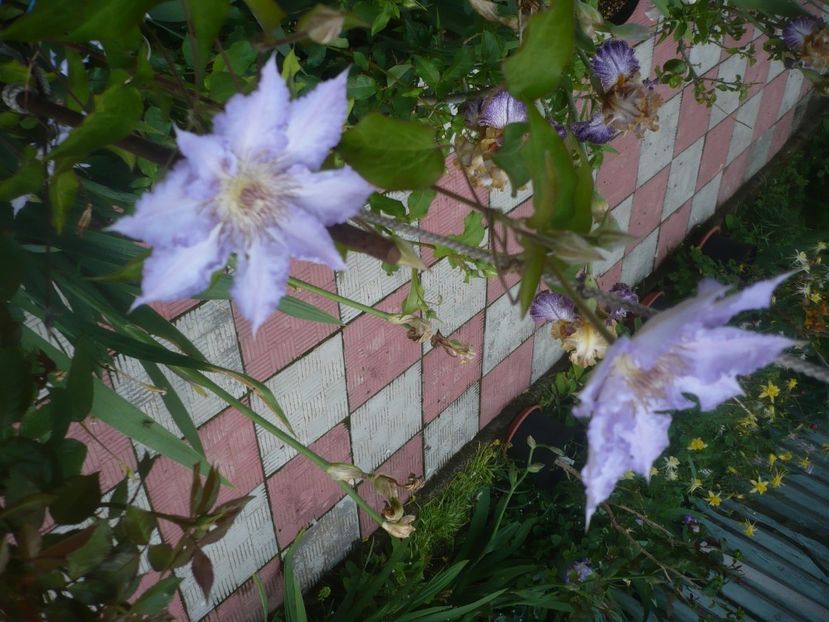 P1480404 - GRADINA 2021-2