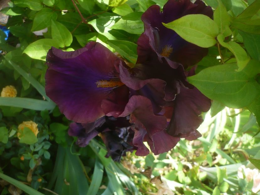 P1480410 - GRADINA 2021-2