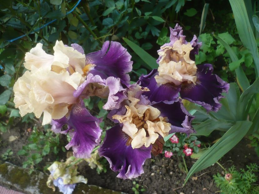 P1480412 - GRADINA 2021-2