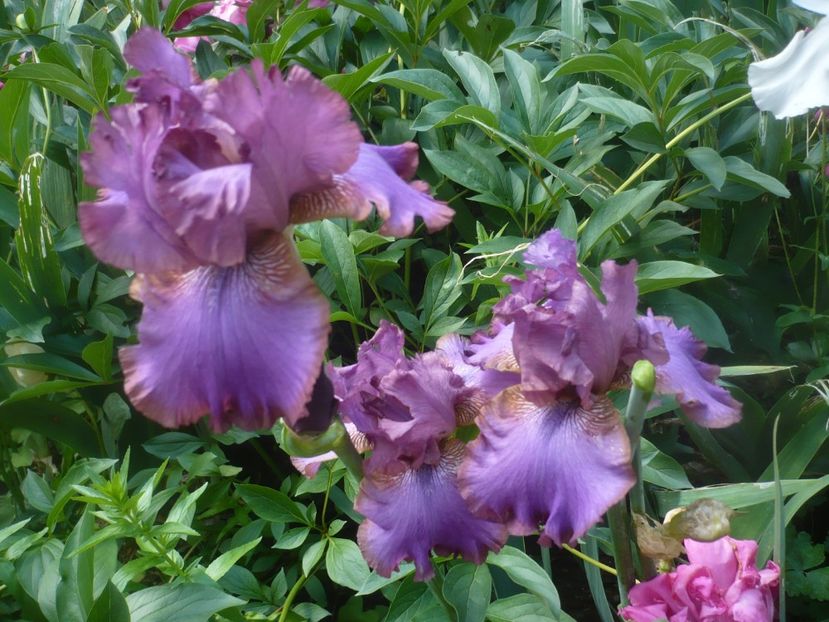 P1480416 - GRADINA 2021-2