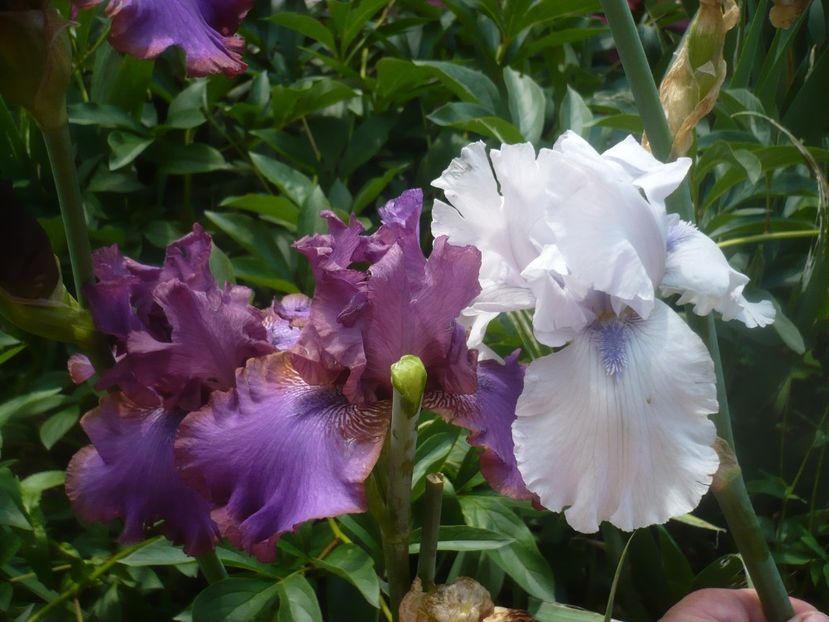 P1480417 - GRADINA 2021-2