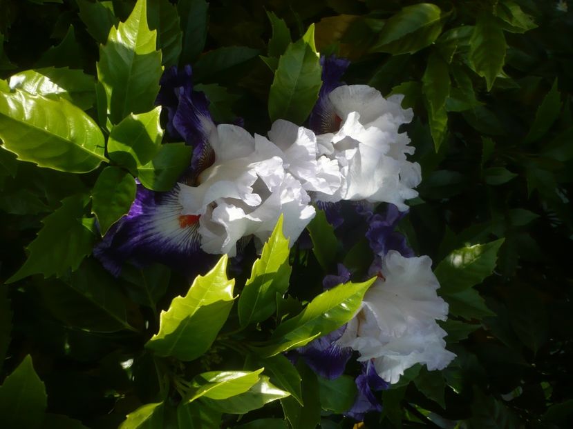 P1480419 - GRADINA 2021-2