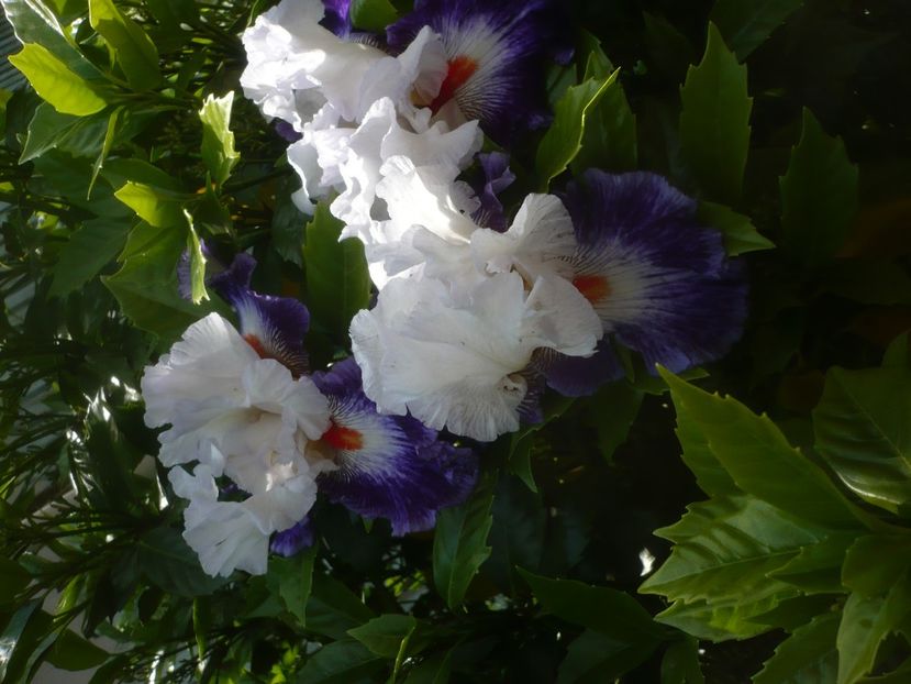 P1480420 - GRADINA 2021-2