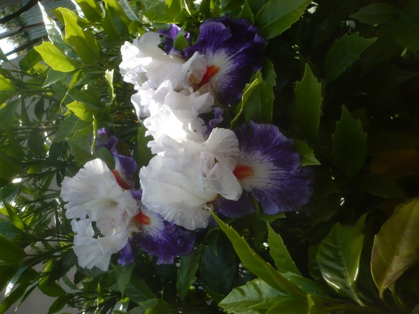 P1480421 - GRADINA 2021-2