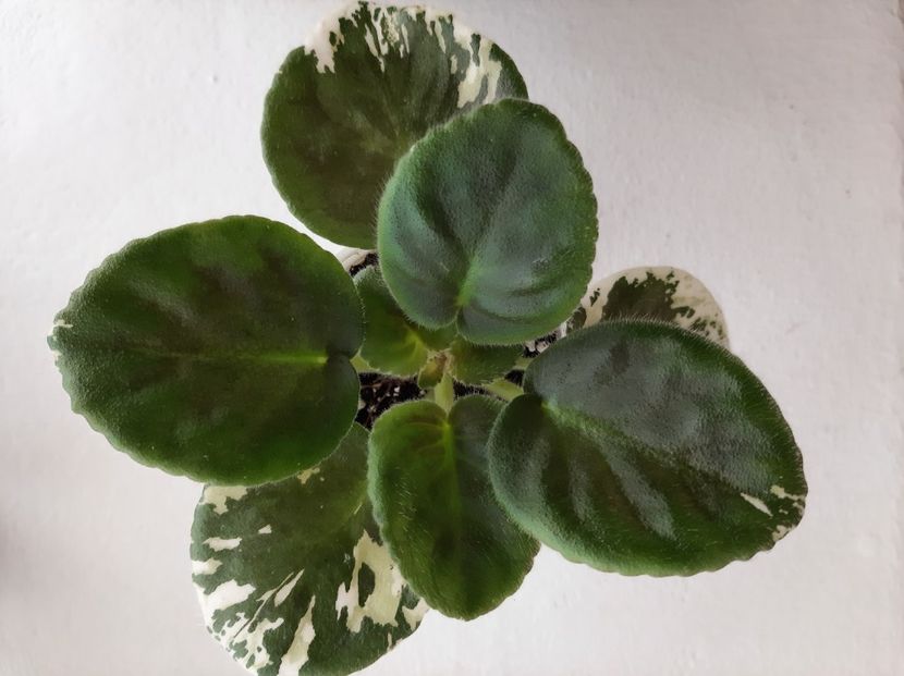 VaT Car Goroh 15 - 01 Disponibile Iunie 2021