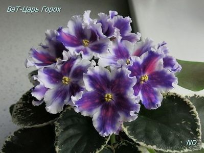 VaT Car Goroh - 01 Disponibile Iunie 2021