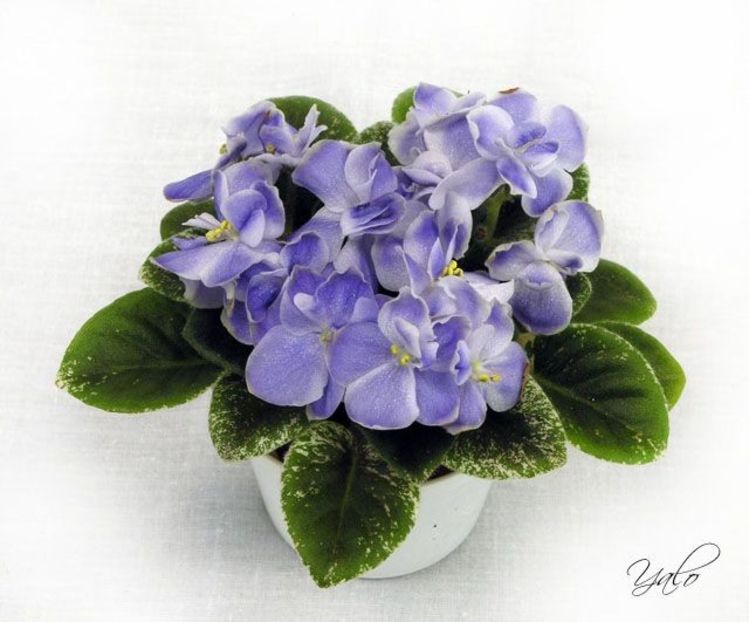 Shirls bright sky - 001 Mini violete disponibile