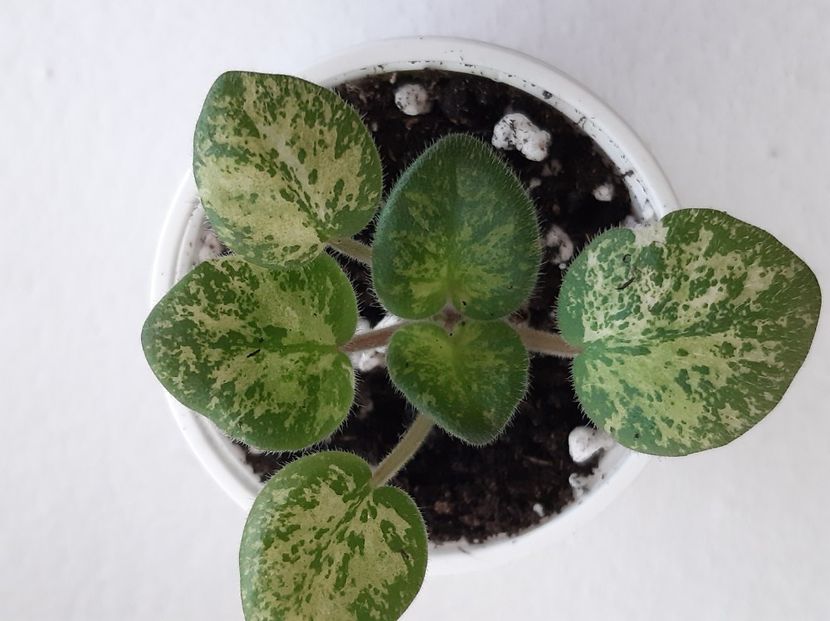 Mac s Just Jeff 12 rez - 01 Disponibile Iunie 2021