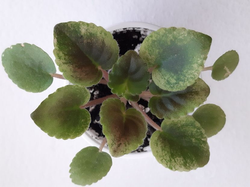 Mac s Scorching Sun 14 - 01 Disponibile Iunie 2021