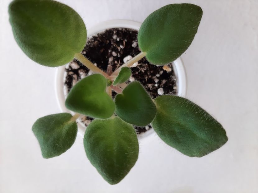 Mac  s kup o kindness 12 - 01 Disponibile Iunie 2021