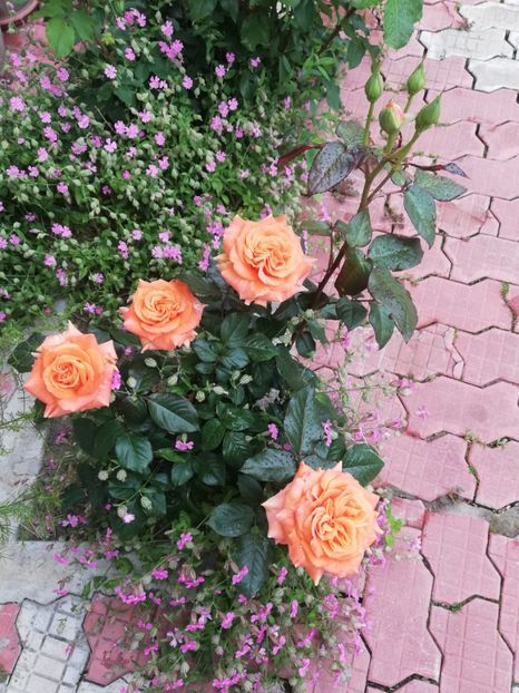  - A_Flori 2021