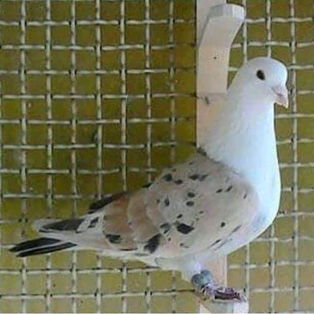  - NU IMI APARTIN ALBUM NR 2