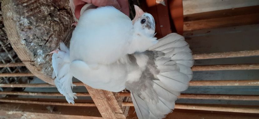 coadă gri - NORDCAUCAZIAN cu coada rosie red tail pigeons