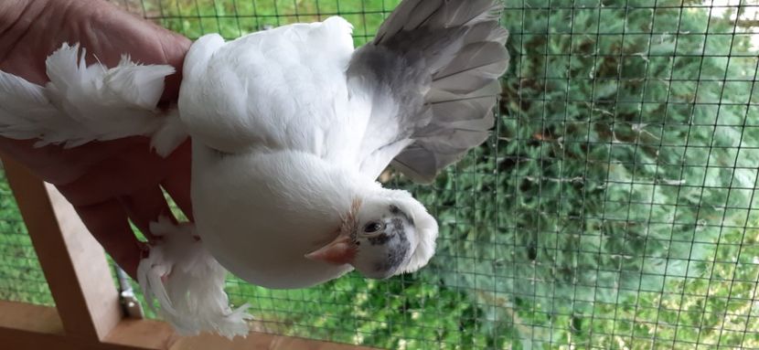  - NORDCAUCAZIAN cu coada rosie red tail pigeons