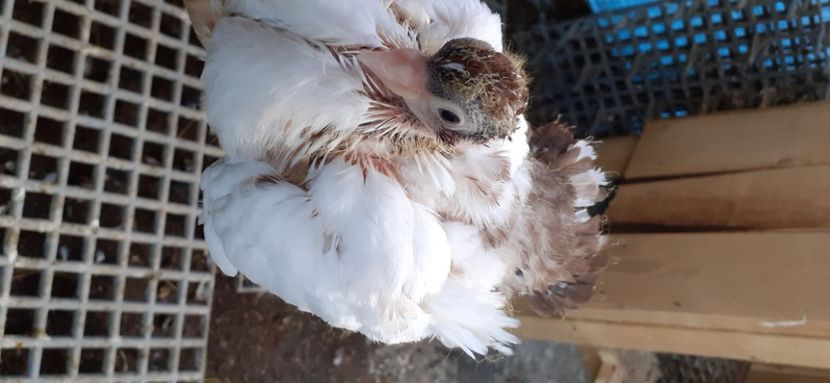  - NORDCAUCAZIAN cu coada rosie red tail pigeons