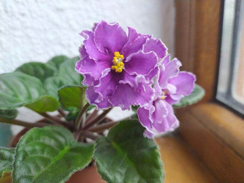 29 mai 2021 - Ultra Violet Nebula