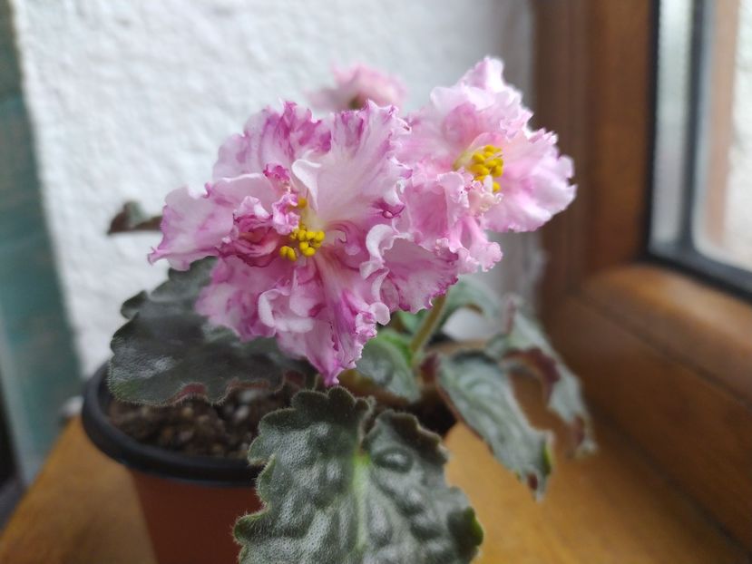 29 mai 2021 - Sunkissed Rose