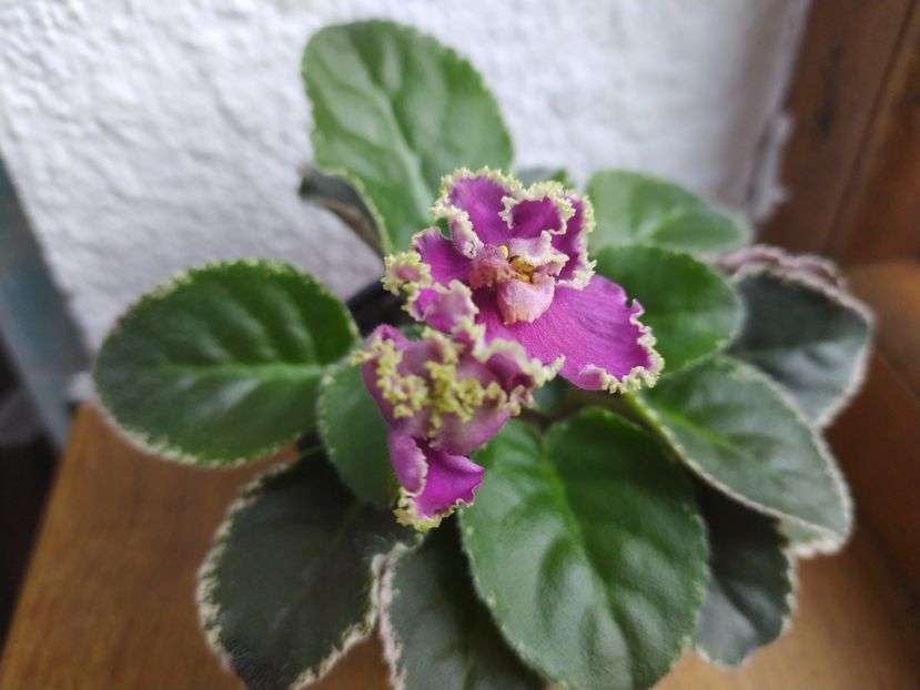 29 mai 2021 - LE Flamenko