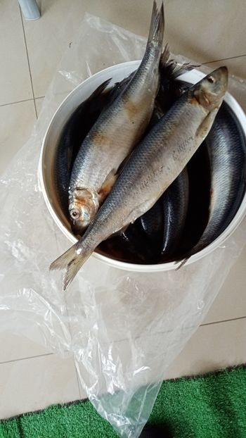 IMG-20210528-WA0000 - 05 pescuit 28 mai