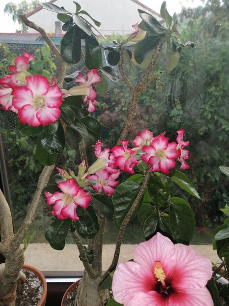  - Adenium Hoya si alte plante suculente