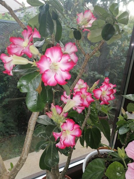  - Adenium Hoya si alte plante suculente