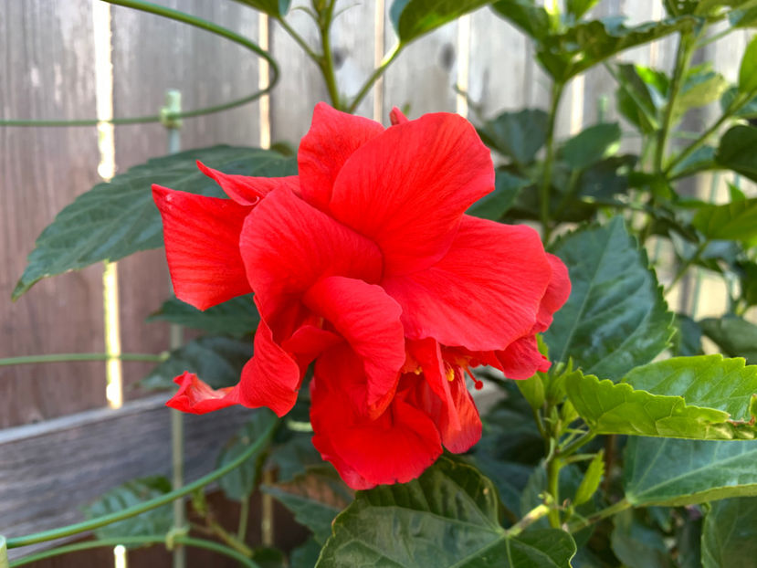  - Jurnalul gradinii 2021