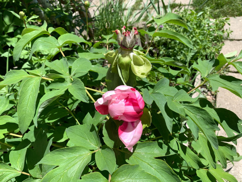  - Jurnalul gradinii 2021