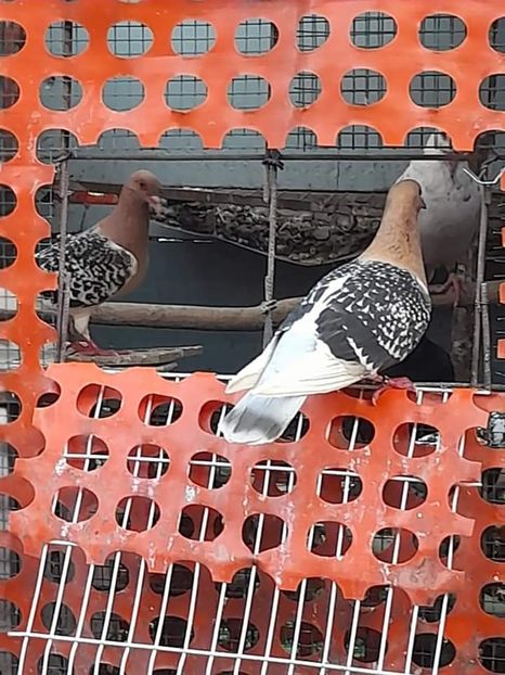  - NU IMI APARTIN ALBUM NR 2