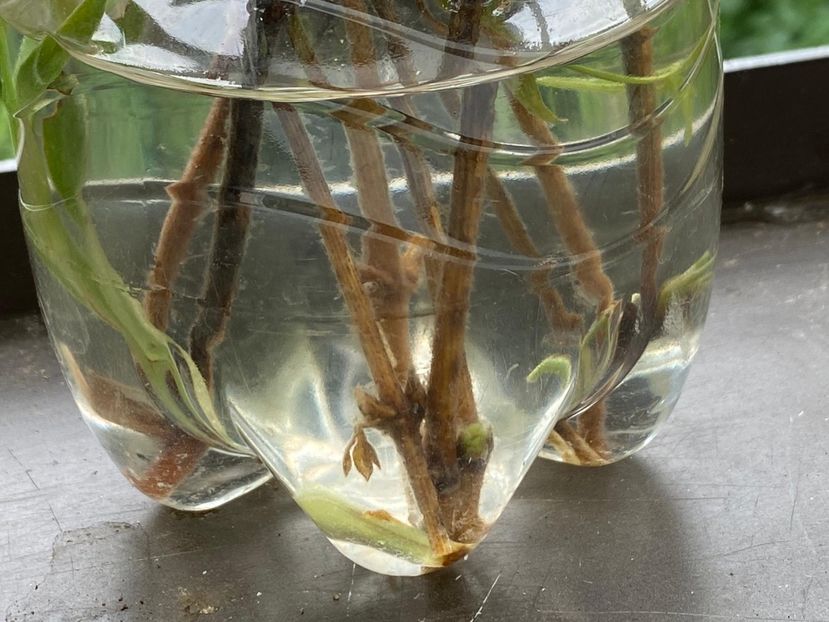 8270D6AD-AC41-448D-9D55-E393BCC31680 - Experiment Clematis 2021