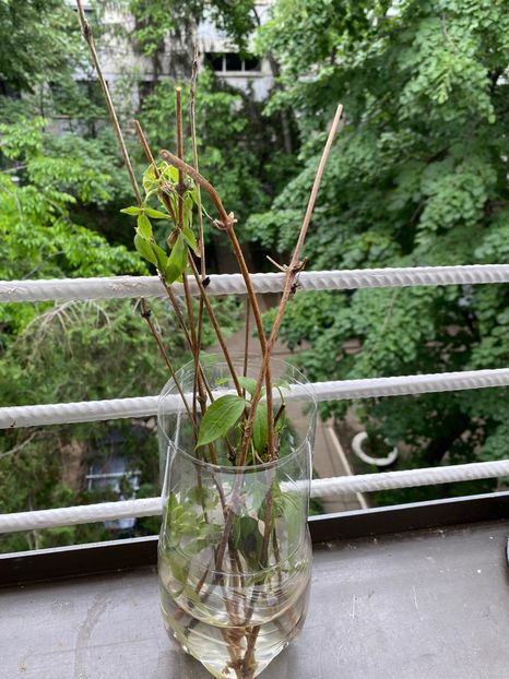 A6C51AD9-03E7-497E-AB96-E6B1DC3A5FDA - Experiment Clematis 2021