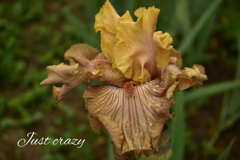 AddText_05-29-05.05.44 - Iriși 2021