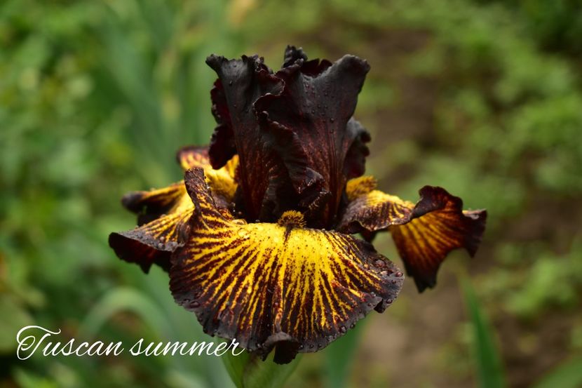 AddText_05-29-05.02.23 - Iriși 2021