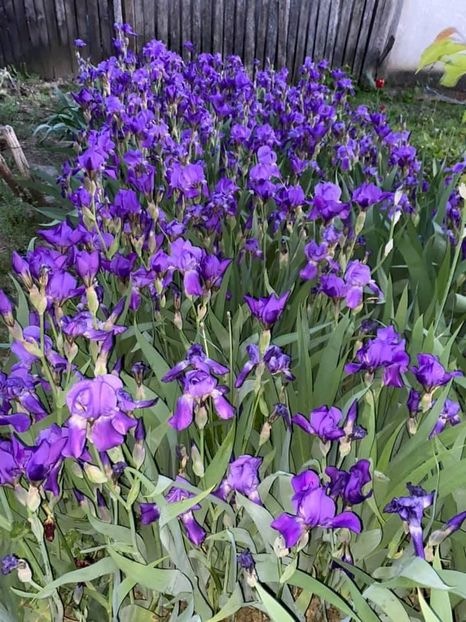 52E05742-1E2E-49CD-A38F-E44D53294F55 - FLORILE MELE 2021 nr 1