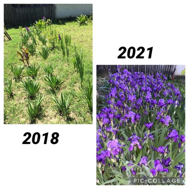 BEC42D21-B4C2-44CB-8DAF-A162A92F9F94 - FLORILE MELE 2021 nr 1