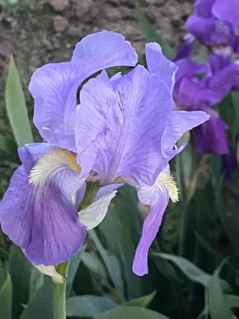 CB8F9A45-D153-452B-8D3C-378EE51F1482 - FLORILE MELE 2021 nr 1