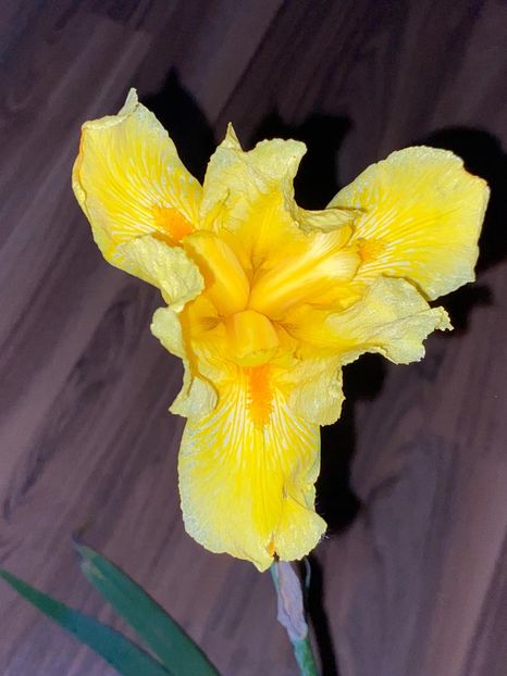 6290964F-36B5-4BA6-A290-7BE8DA731890 - FLORILE MELE 2021 nr 1