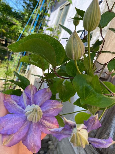 BD94A4BE-F122-493D-B541-93DC991723FD - FLORILE MELE 2021 nr 1