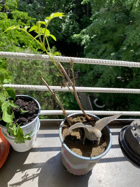 FBFCC6A6-889F-4F27-BDE9-C7E8019FB46F - FLORILE MELE 2021 nr 1