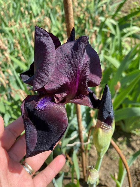 DAF7B478-8A60-4F05-A0A5-B0E538DF3D58 - FLORILE MELE 2021 nr 1