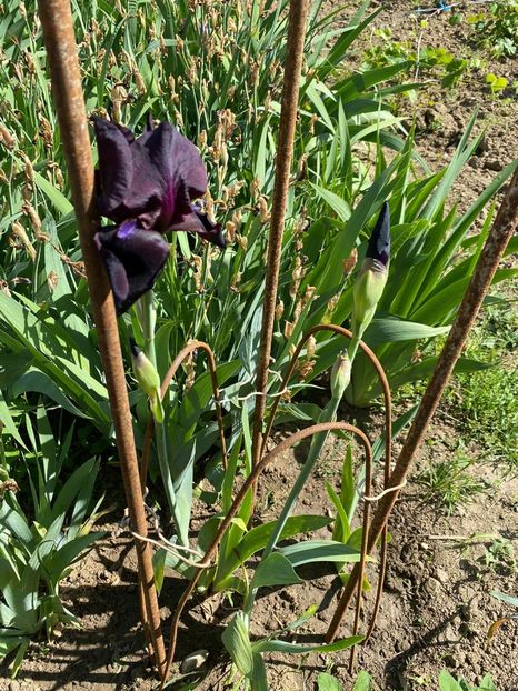 93B5E920-4FCD-4975-AEBE-2F1B4D3D805B - FLORILE MELE 2021 nr 1