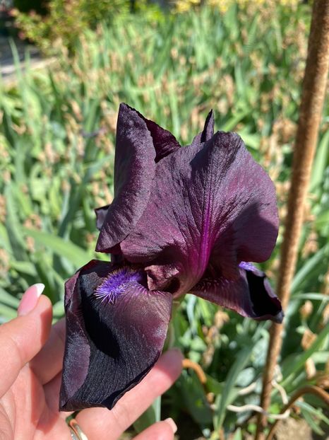 8B7775F7-42CF-470C-936F-EDE340C13BA9 - FLORILE MELE 2021 nr 1