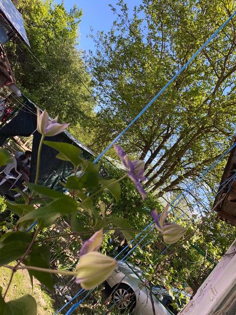 13CD6E53-BB61-4D02-85F2-E9A9C83A4B68 - FLORILE MELE 2021 nr 1