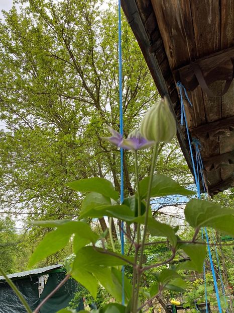 EBA3F76F-4D0A-429B-A52B-1FB417113169 - FLORILE MELE 2021 nr 1