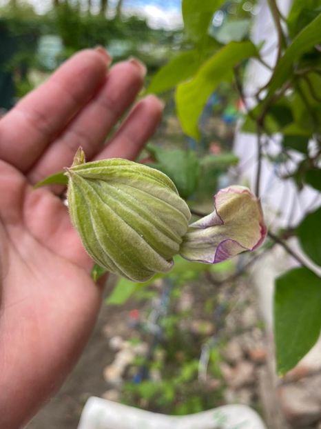 0C15261F-F09A-452A-96C7-392330FB8ED3 - FLORILE MELE 2021 nr 1