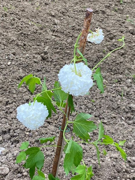 40EEB343-2E1D-4E8B-A8D9-D6081F91EA66 - FLORILE MELE 2021 nr 1