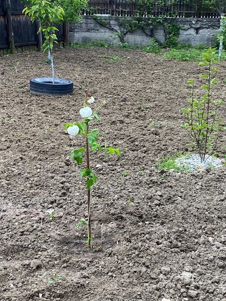 79C7B9CA-F749-4CBD-A064-9DF7BB11AD7B - FLORILE MELE 2021 nr 1