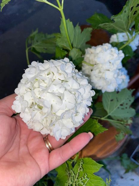 F8867199-D55C-4149-8DB4-E73ADF03BFEE - FLORILE MELE 2021 nr 1