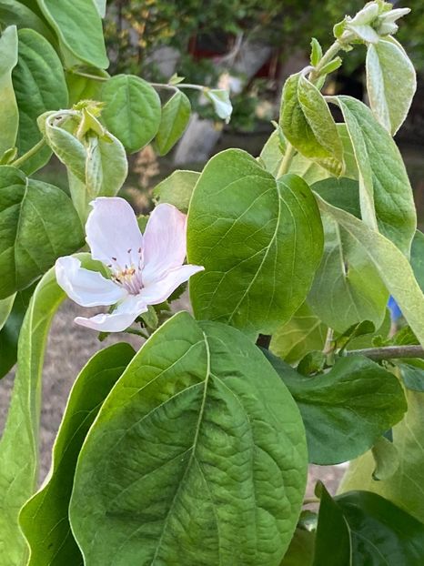 F4D67824-DAAB-418F-8E9D-D1C3B0D6E161 - FLORILE MELE 2021 nr 1