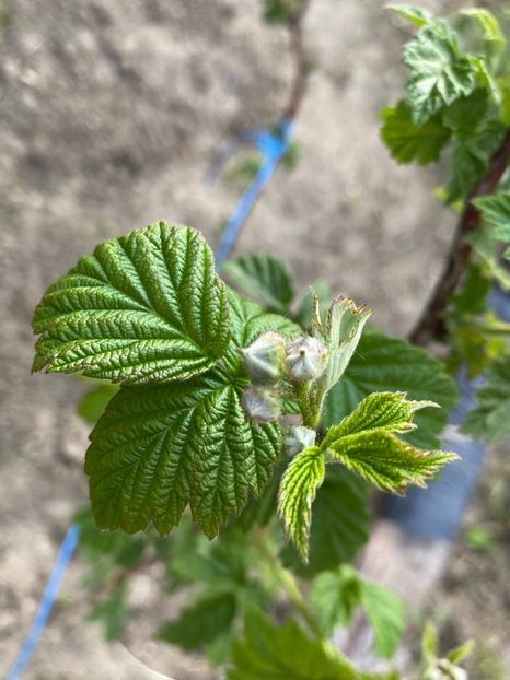 24C8C6B6-26B8-4F53-8900-F62D5EC4B6B5 - FLORILE MELE 2021 nr 1